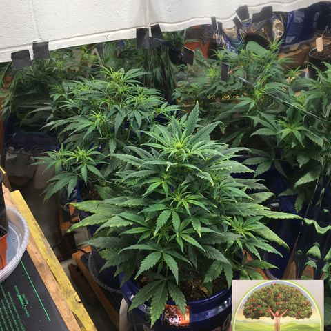 #epicgrowoff growlog timeline photo
