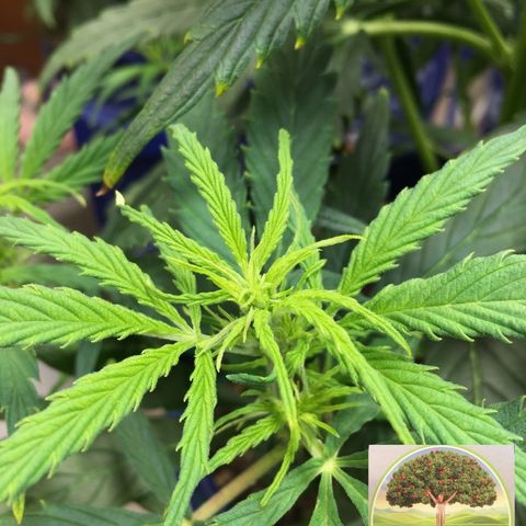 #epicgrowoff growlog timeline photo