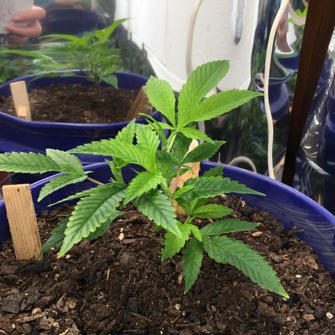 Cheese puffs growlog timeline photo