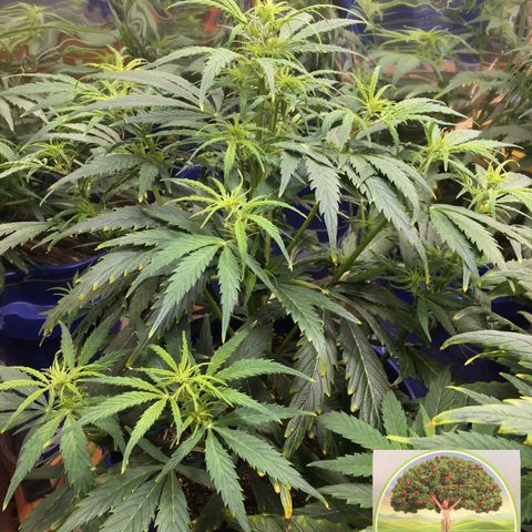 #epicgrowoff growlog timeline photo