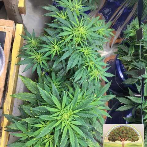 #epicgrowoff growlog timeline photo