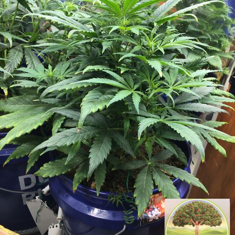 #epicgrowoff growlog timeline photo