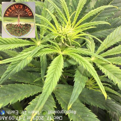 #epicgrowoff growlog timeline photo
