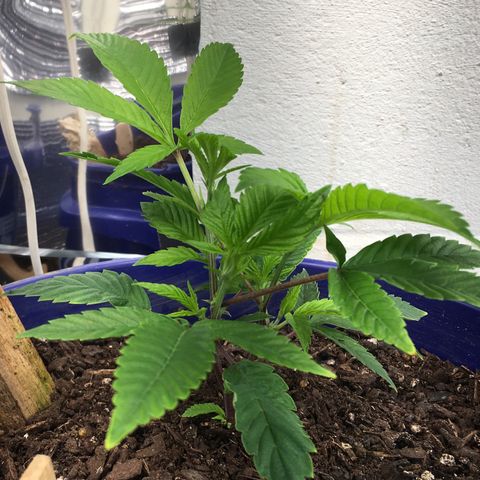 Cheese puffs growlog timeline photo
