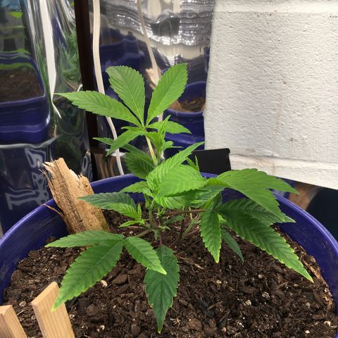 Cheese puffs growlog timeline photo
