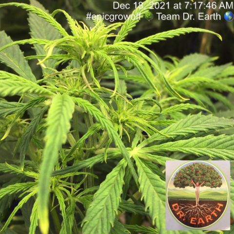 #epicgrowoff growlog timeline photo