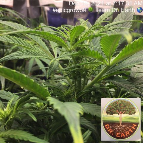 #epicgrowoff growlog timeline photo