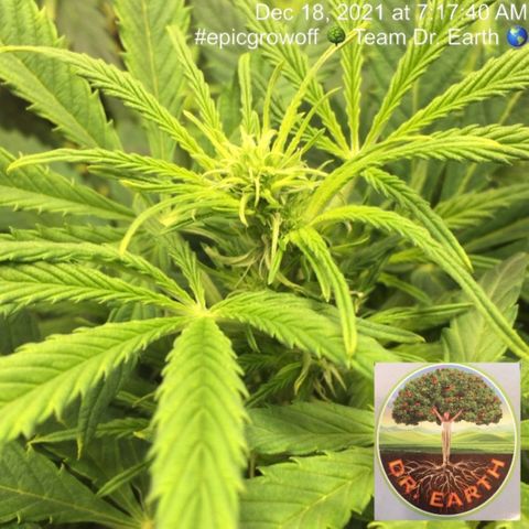 #epicgrowoff growlog timeline photo
