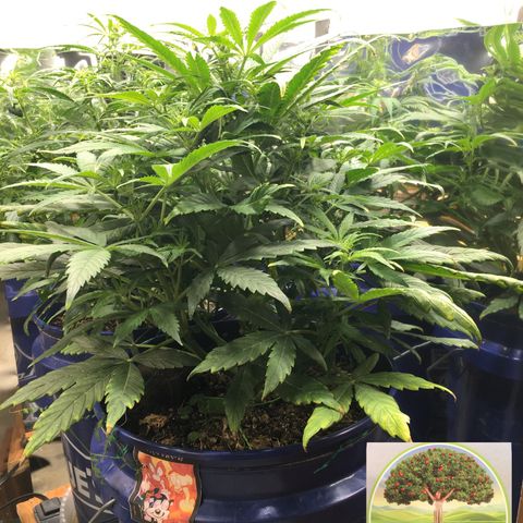 #epicgrowoff growlog timeline photo