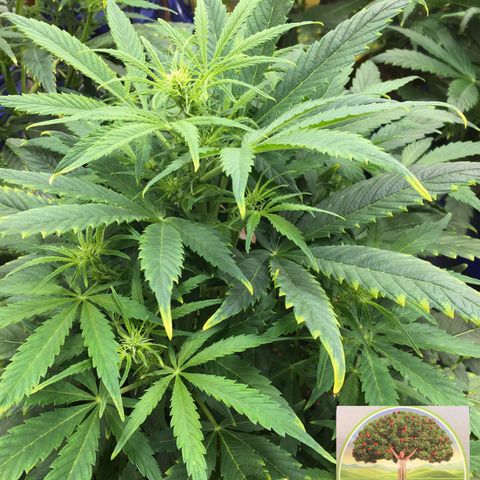 #epicgrowoff growlog timeline photo