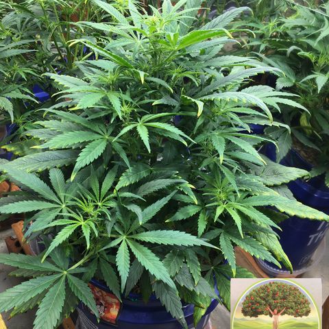 #epicgrowoff growlog timeline photo