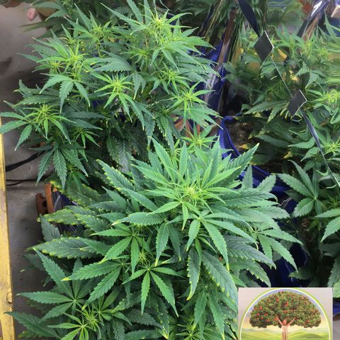 #epicgrowoff growlog timeline photo