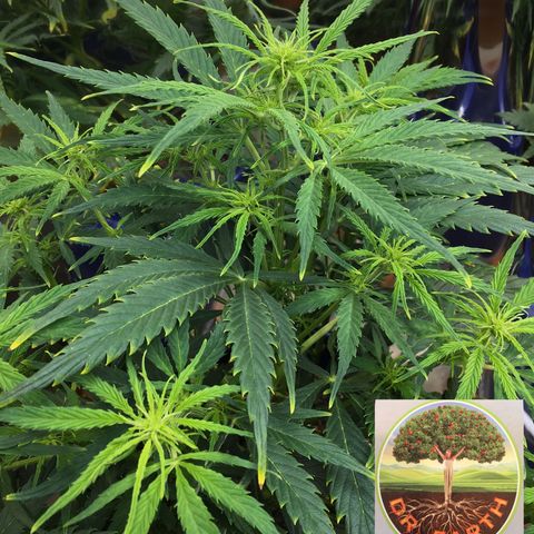 #epicgrowoff growlog timeline photo