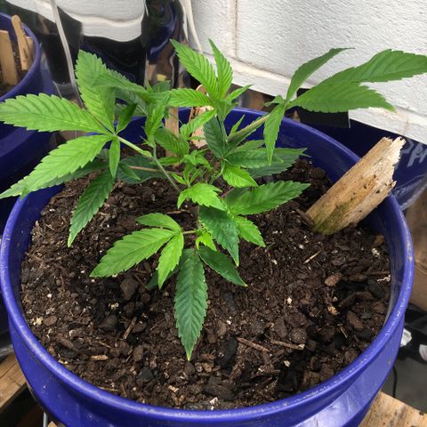 Cheese puffs growlog timeline photo