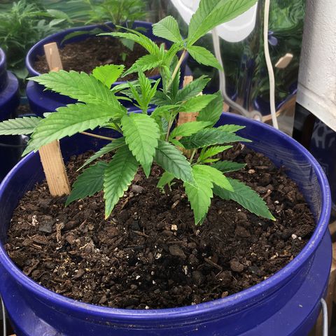 Cheese puffs growlog timeline photo