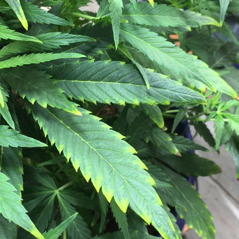 #epicgrowoff growlog timeline photo
