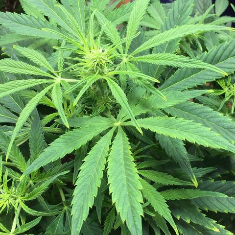 #epicgrowoff growlog timeline photo