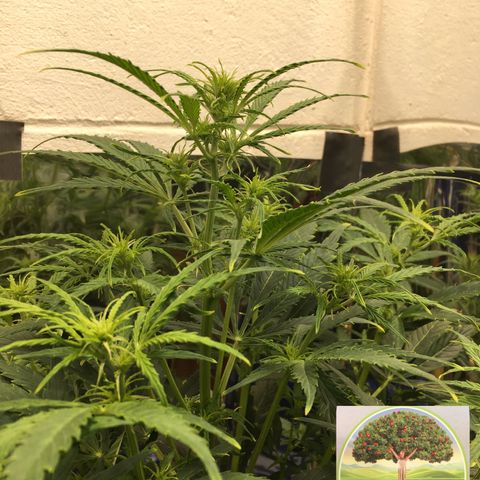 #epicgrowoff growlog timeline photo