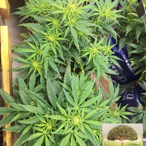 #epicgrowoff growlog timeline photo