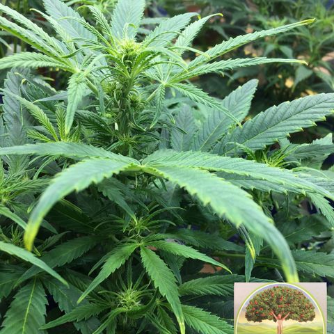 #epicgrowoff growlog timeline photo