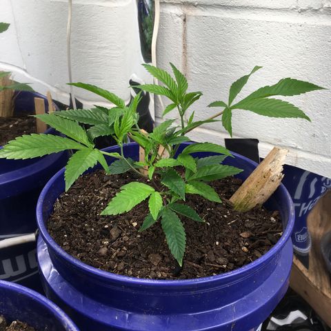 Cheese puffs growlog timeline photo