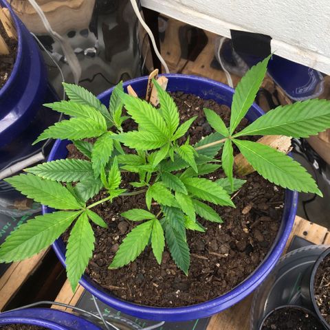 Cheese puffs growlog timeline photo