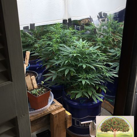 #epicgrowoff growlog timeline photo