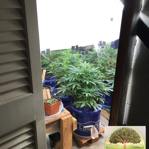 #epicgrowoff growlog timeline photo