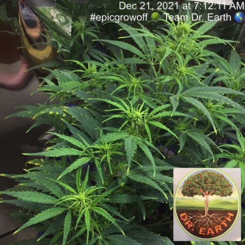 #epicgrowoff growlog timeline photo