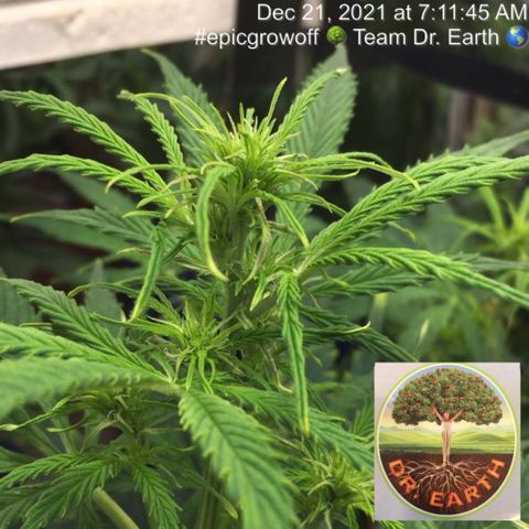 #epicgrowoff growlog timeline photo