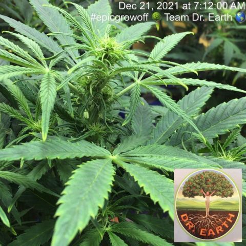 #epicgrowoff growlog timeline photo