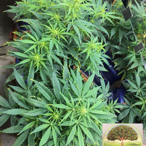 #epicgrowoff growlog timeline photo