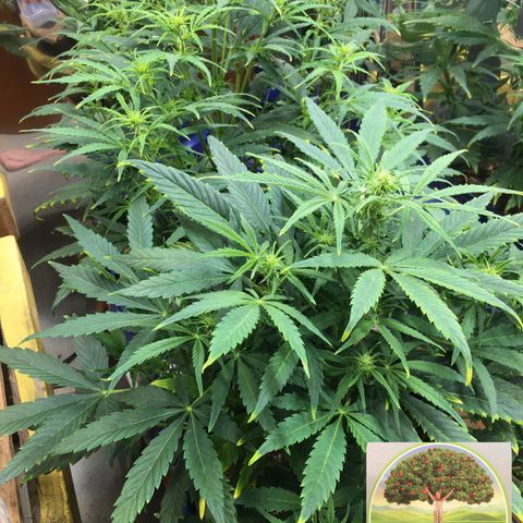 #epicgrowoff growlog timeline photo