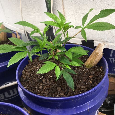 Cheese puffs growlog timeline photo