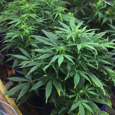 #epicgrowoff growlog timeline photo