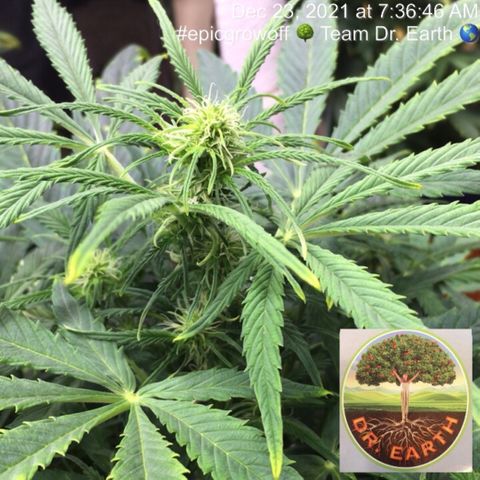 #epicgrowoff growlog timeline photo