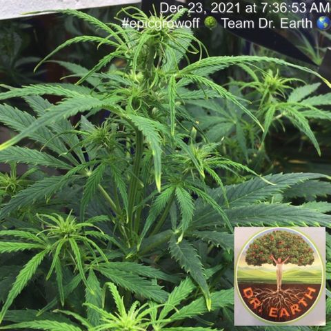 #epicgrowoff growlog timeline photo