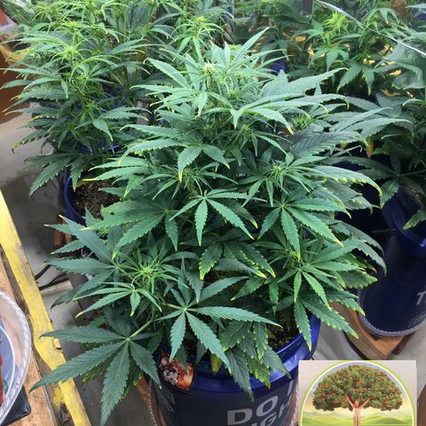 #epicgrowoff growlog timeline photo