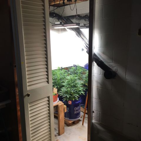 #epicgrowoff growlog timeline photo