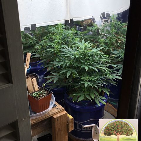 #epicgrowoff growlog timeline photo