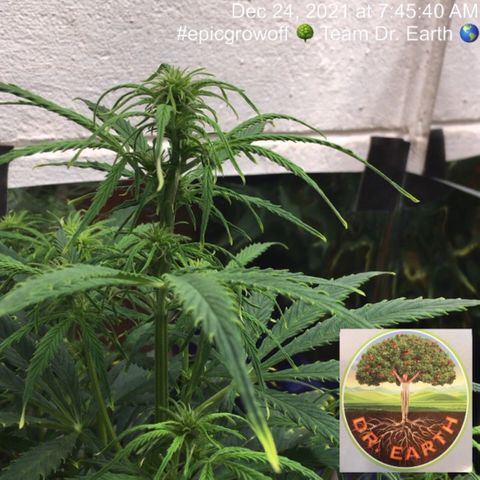 #epicgrowoff growlog timeline photo