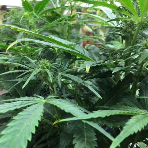 #epicgrowoff growlog timeline photo