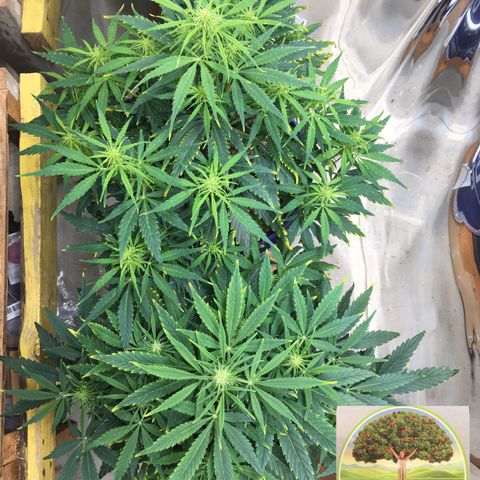 #epicgrowoff growlog timeline photo