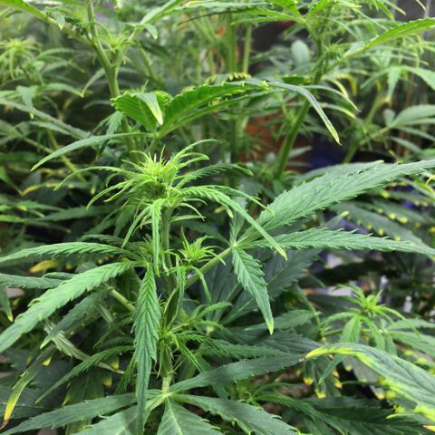 #epicgrowoff growlog timeline photo