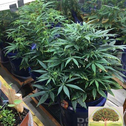 #epicgrowoff growlog timeline photo