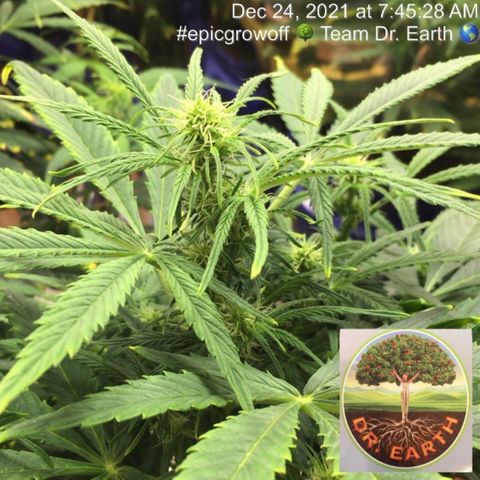 #epicgrowoff growlog timeline photo