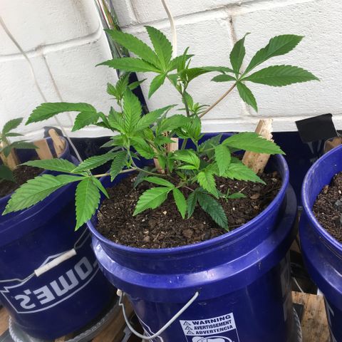 Cheese puffs growlog timeline photo