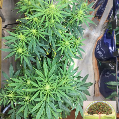 #epicgrowoff growlog timeline photo