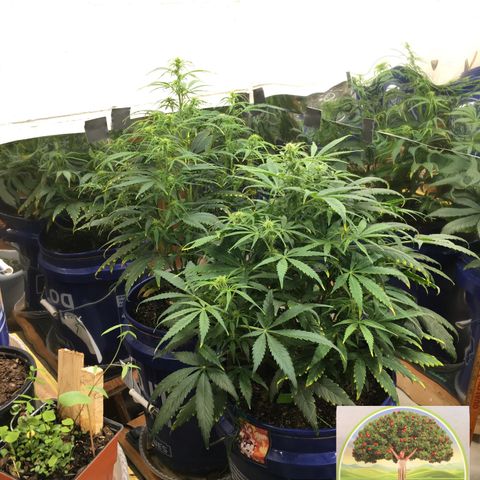 #epicgrowoff growlog timeline photo