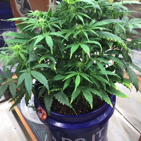 #epicgrowoff growlog timeline photo